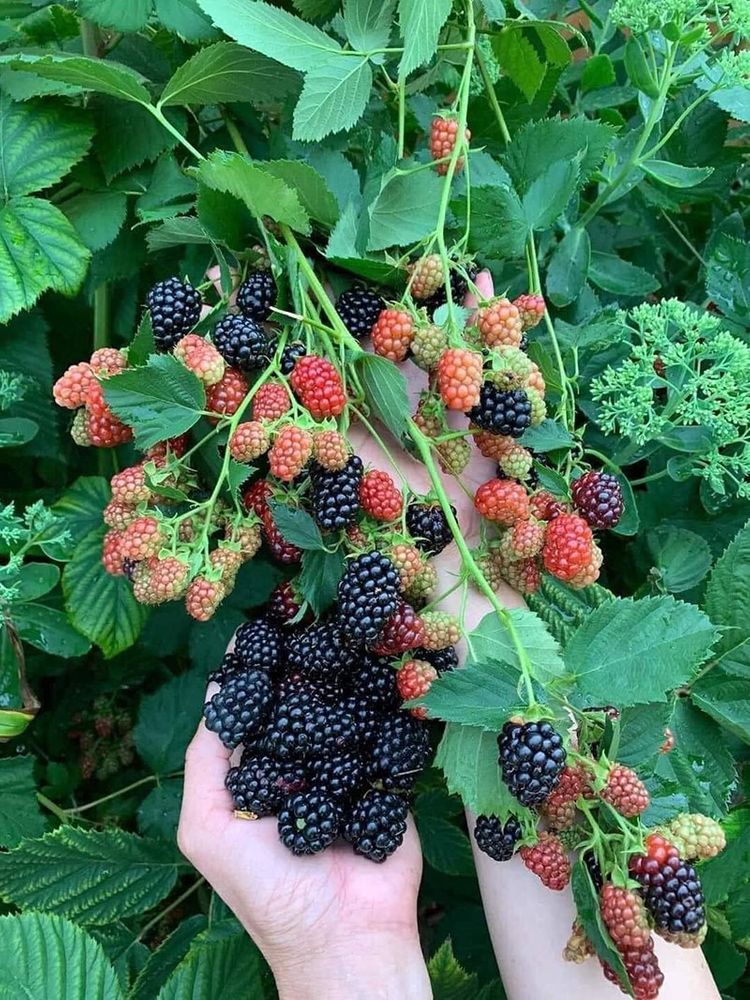 Velikanska semena črne maline-SI