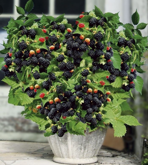 Velikanska semena črne maline-SI