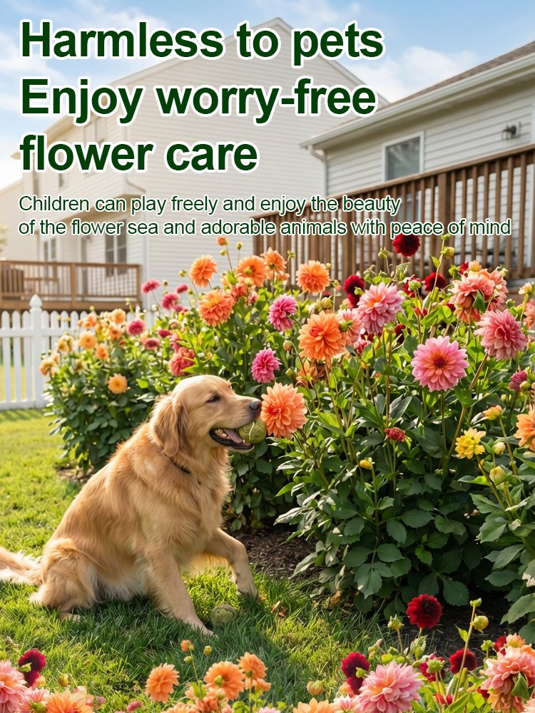 【Base Direct Sales】Four Seasons Blooming Double Dahlia Bulbs-SI