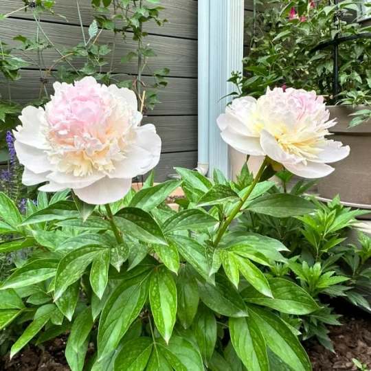 🌺Čudovita mešana semena potonik-SI