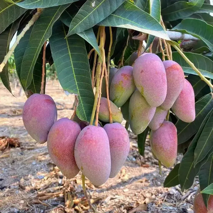 🥭 Žametne, sladke in sočne sadike manga – začutite okus tropov v svojem domu 🌴-SI