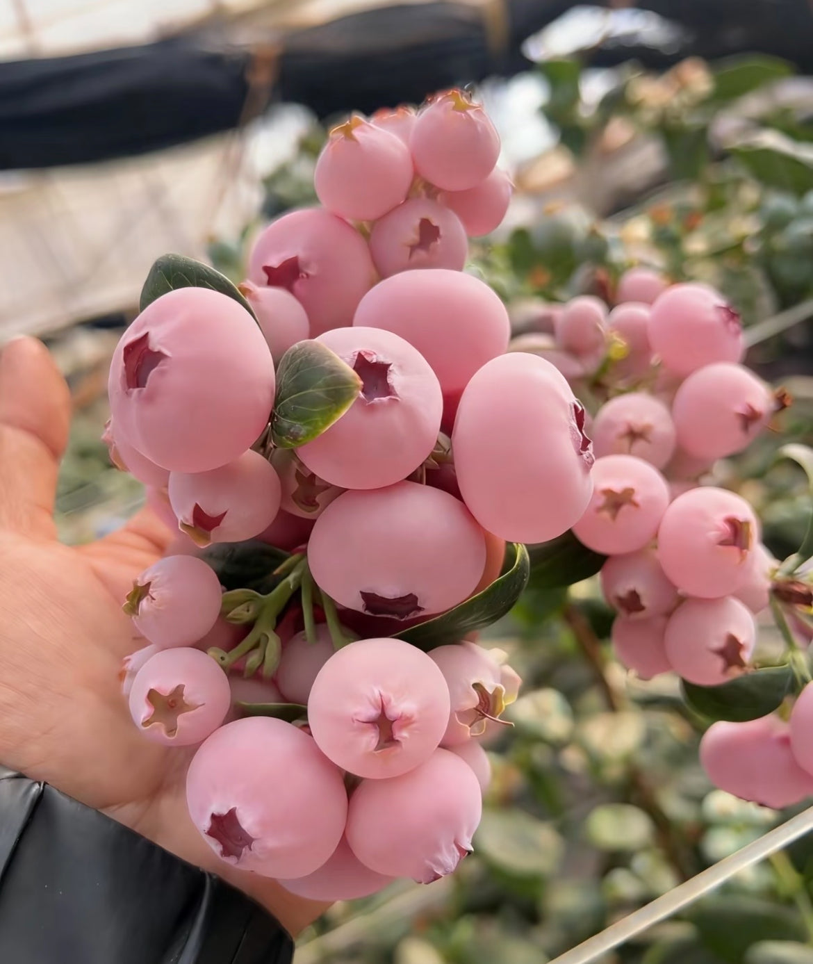Sjemenke borovnice Pink Bliss – Dvostruka slatkoća-HR