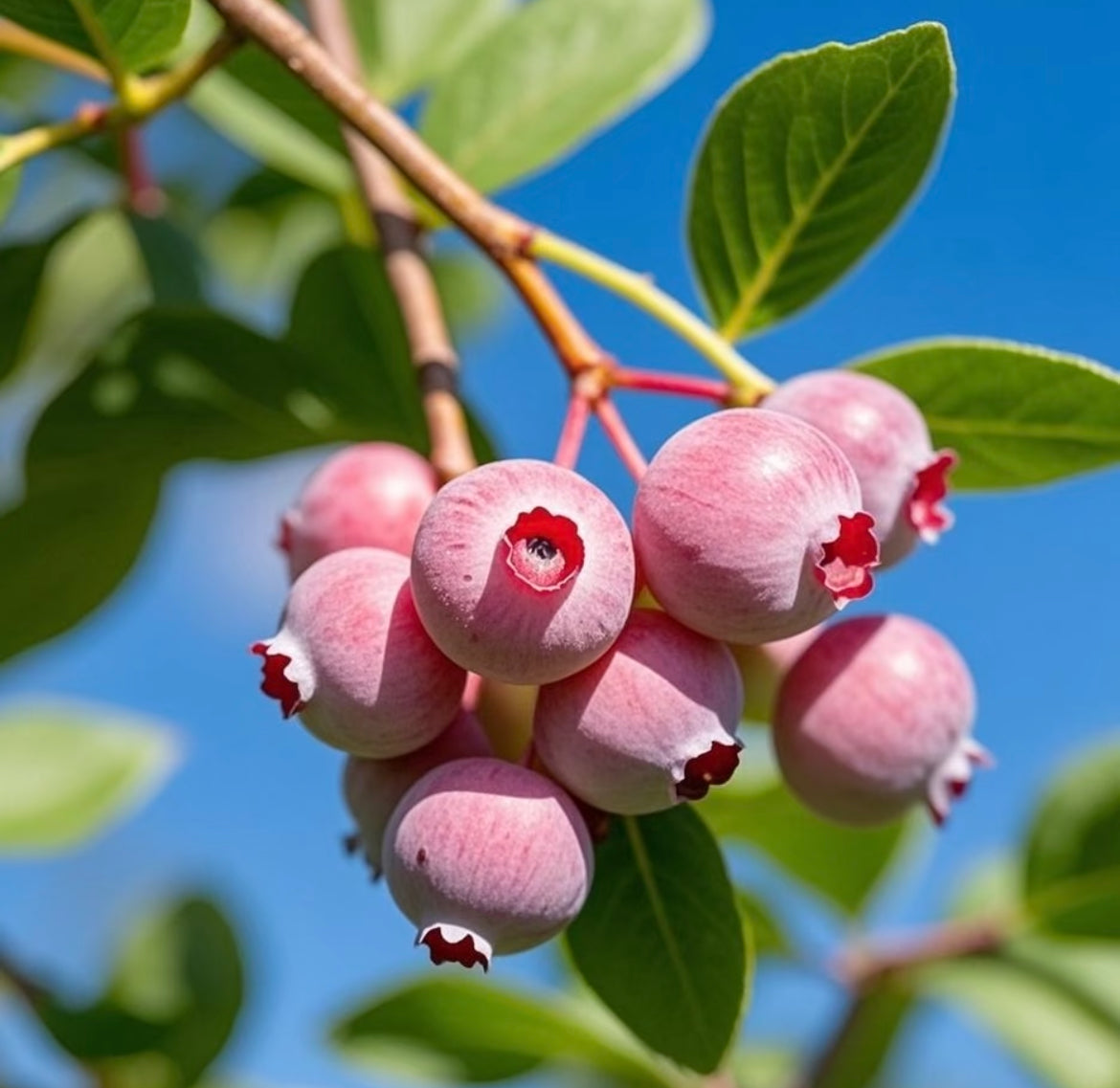 Pink Bliss melleņu sēklas – dubults saldums-LV