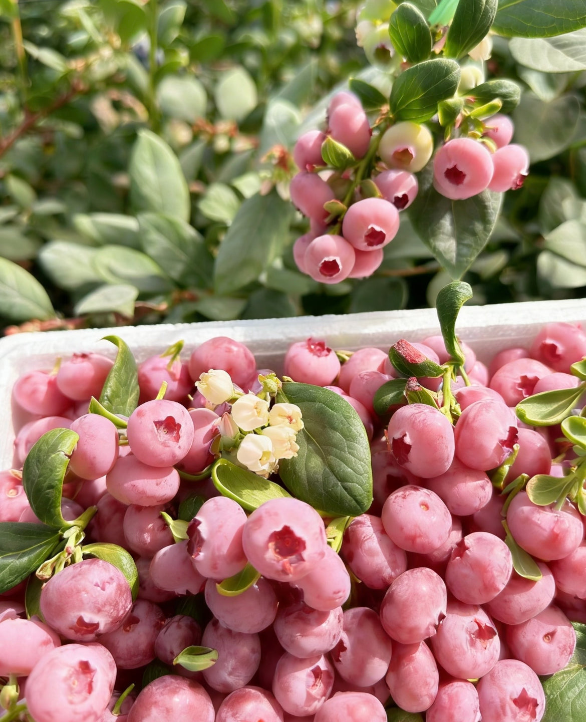 Semienka čučoriedok Pink Bliss – Dvojitá sladkosť-SK