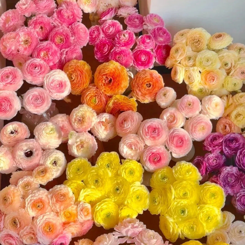 Čebulice maslenice – nežne, elegantne, nepozabne 🌸-SI