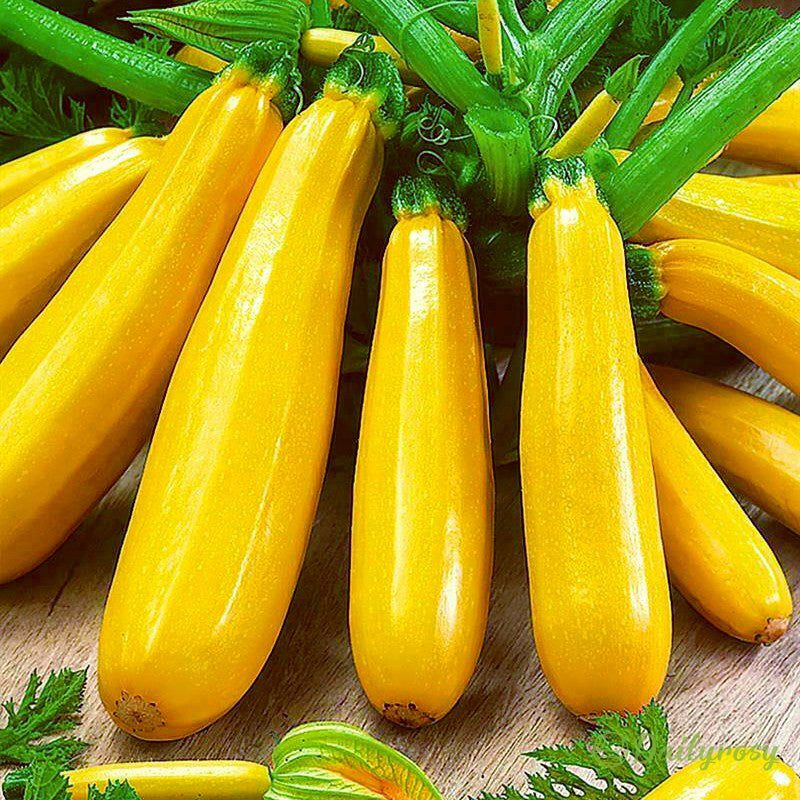 Bananinės cukinijos - Auksinės cukinijos🌿Galima auginti visus sezonus-LT