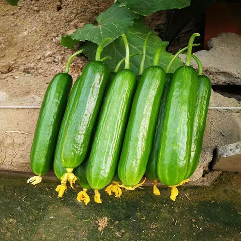 Σπόροι αγγουριού υψηλής απόδοσης F1 Superfruit Cluster-GR