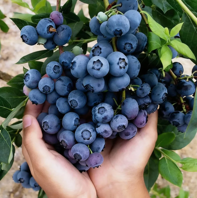 🍃 „Heirloom Manor“ serija: 13 atrinktų vaisių sėklų rinkinys (be GMO) 🌳 – Geriausiai parduodamas produktas-LT