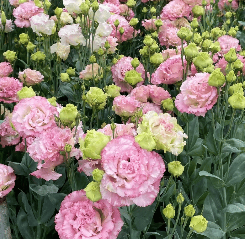 🔥Paskutinė išpardavimo diena💝Eustoma bespygliųučių rožė💐Lisianthus semenų-LT 