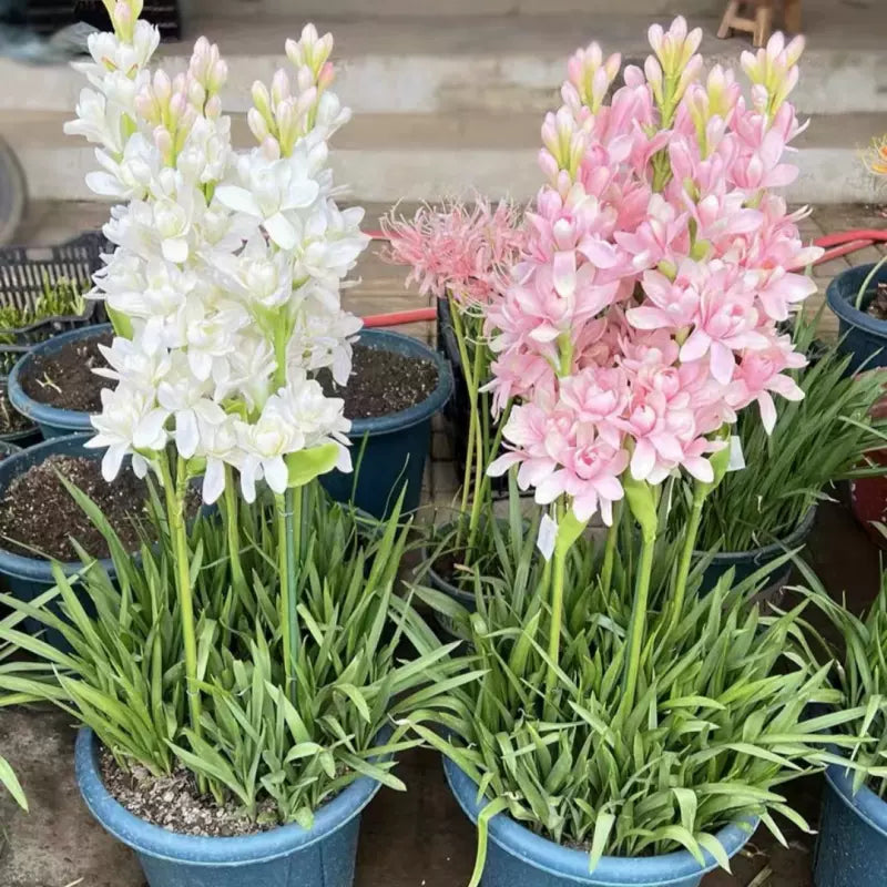 Διπλή τουμπερόζα 🌸 - Μεγάλο βολβώδες άνθος-SI 