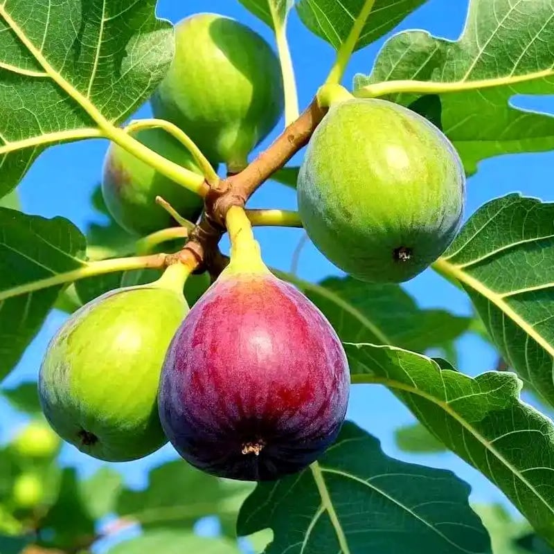 🏆Πάνω από 65.000 ΠΟΥΛΗΘΗΚΑΝ!🌿Σπόροι Σύκου – Εύκολοι στην καλλιέργεια στη βεράντα και το μπαλκόνι σας στο σπίτι-GR