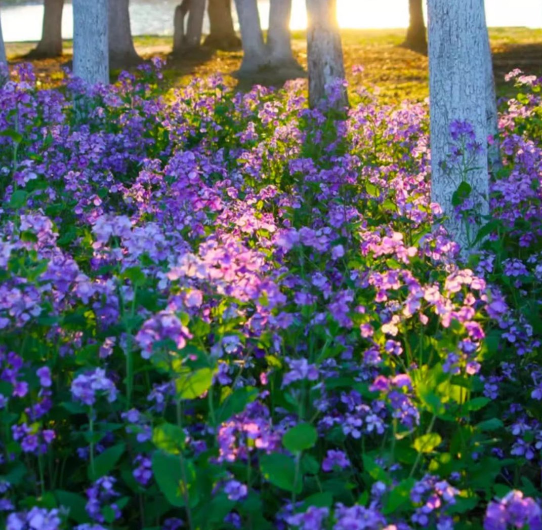 💜Februarska semena orhidej | Infinity Purple Sea-SI