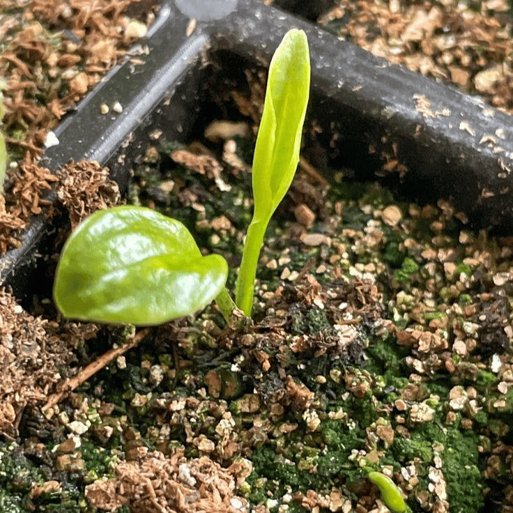 🌿 Σπάνιοι λαμπτήρες hosta🎁 Ειδική προσφορά 2025-SI 