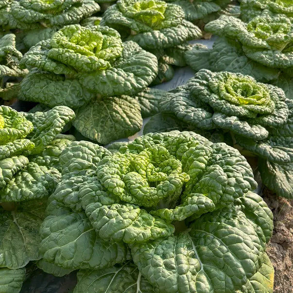 Brassica Narinosa sėklos (WuTat Choy)-LT