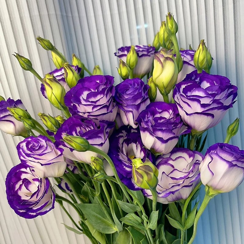 🔥Paskutinė išpardavimo diena💝Eustoma bespygliųučių rožė💐Lisianthus semenų-LT 
