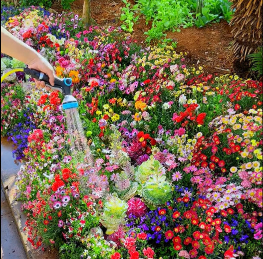 🔥Zadnji dan prodaje💐Mešana semena trajnic - več kot 60 mešanih sort-SI