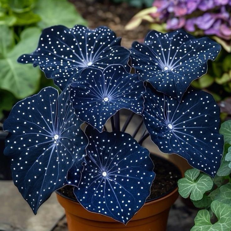 🌟Night Blue Hosta – μια υπέροχη προσθήκη στο σπίτι σας! 🌟-GR