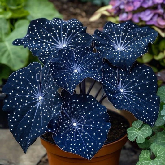 🌟Night Blue Hosta – μια υπέροχη προσθήκη στο σπίτι σας! 🌟-GR