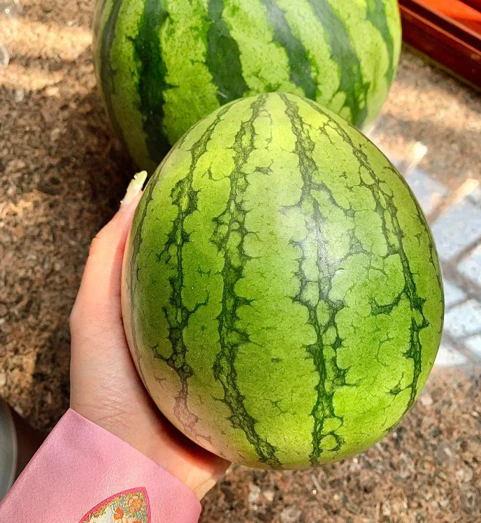 🍉Ankstyvo pavasario raudonasis nefritas – saldus arbūzas, kuris pradžiugins visą šeimą-LT