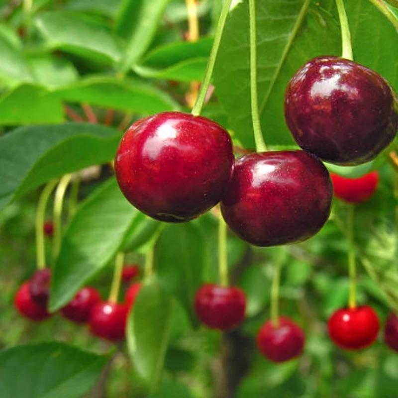 🏆PARDUOTA DAUGIAU NEI 75 000!🌳Vyšnių sėklos – skanios, šviežios vyšnios laukia jūsų derliaus!-LT