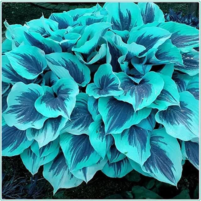 🍃Σπάνιοι Πολύχρωμοι Σπόροι Hosta-GR