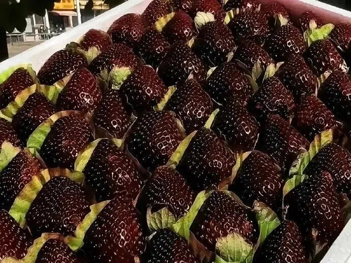 Σπόροι φράουλας Giant Black Diamond – Γλυκοί, πλούσιοι σε θρεπτικά συστατικά και εύκολοι στην καλλιέργεια στο σπίτι-GR