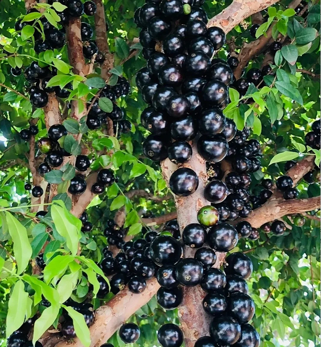Semena grozdja Jabuticaba-SI