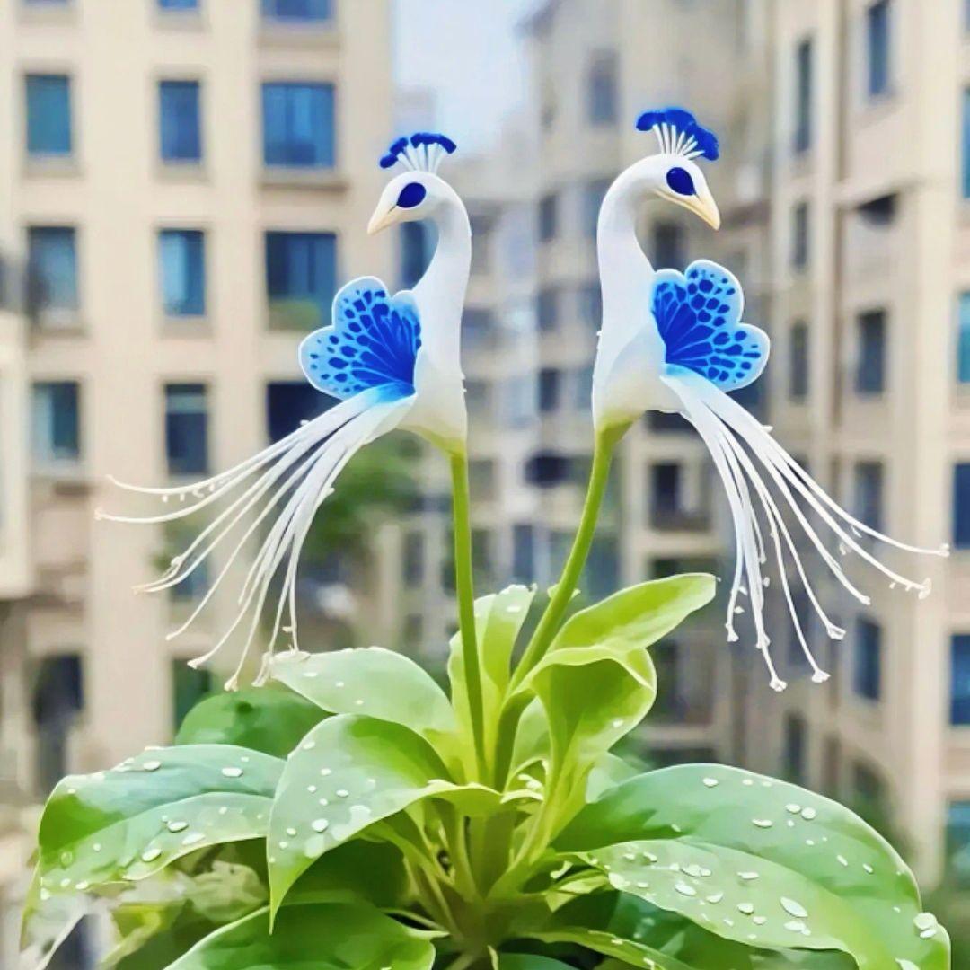 🦚 Povo orchidėja-LT