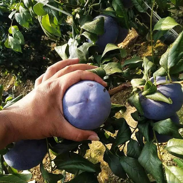 Συλλογή δαμάσκηνων υψηλής απόδοσης – Η προσωπική σας επιτυχία στην καλλιέργεια φρούτων ξεκινάει εδώ-GR