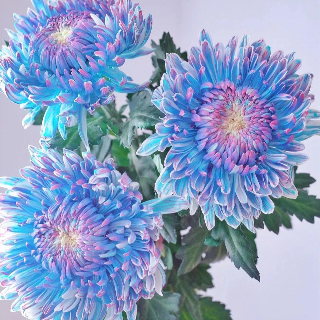 🌸Σπόροι παιώνιας με άνθη χρυσάνθεμου-GR