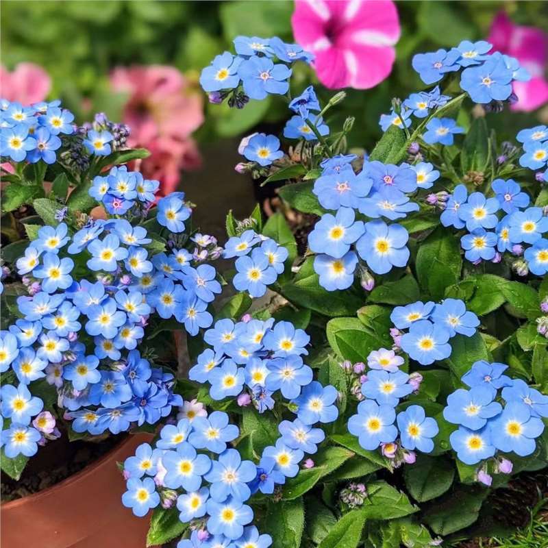Semena modre spominske pozabljice – kakovostno preizkušeno cvetje za podeželski vrt 🌿💙-SI
