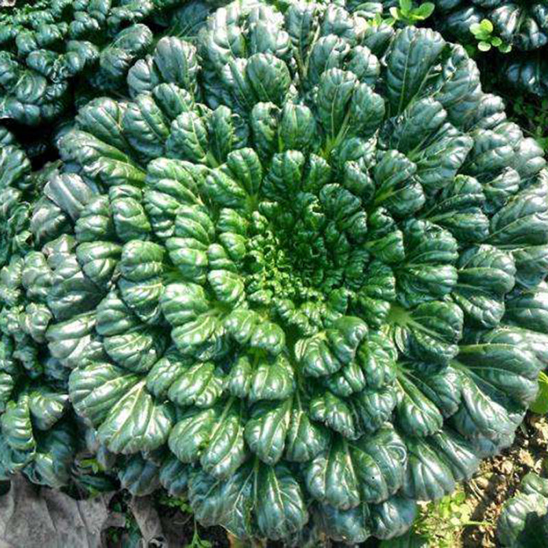 Brassica Narinosa sėklos (WuTat Choy)-LT