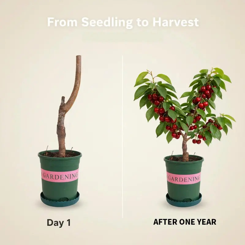 🌱Πολυετής κερασιά🌱Εύκολη φύτευση και ιδανική για κάθε χώρο! | ΤΕΛΕΥΤΑΙΑ ΗΜΕΡΑ ΤΗΣ ΠΡΟΣΦΟΡΑΣ - 25% ΕΚΠΤΩΣΗ🔥-GR