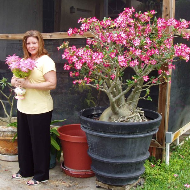 🎁Čebulice puščavskih vrtnic🌵Zelo enostavne za nego! 🌸Čebulice Adenium Obesum-SI