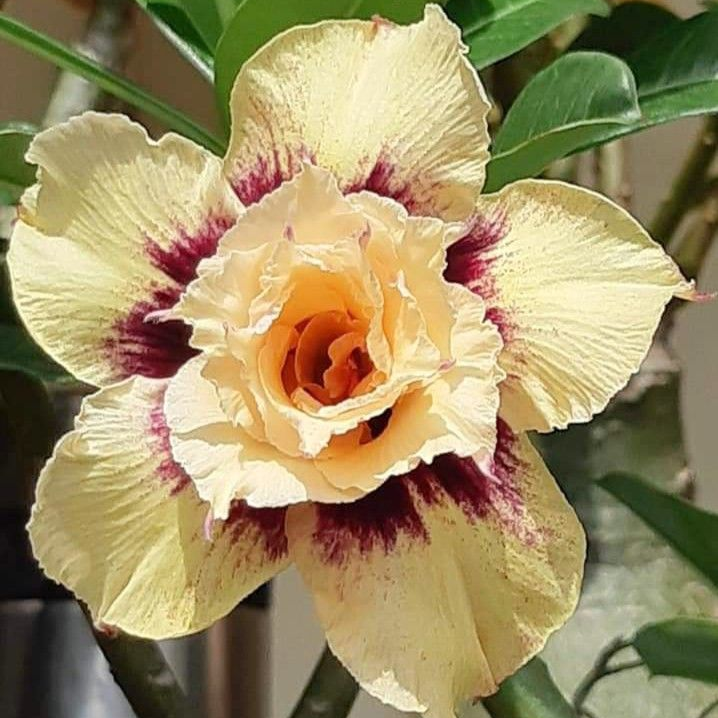 🎁Čebulice puščavskih vrtnic🌵Zelo enostavne za nego! 🌸Čebulice Adenium Obesum-SI
