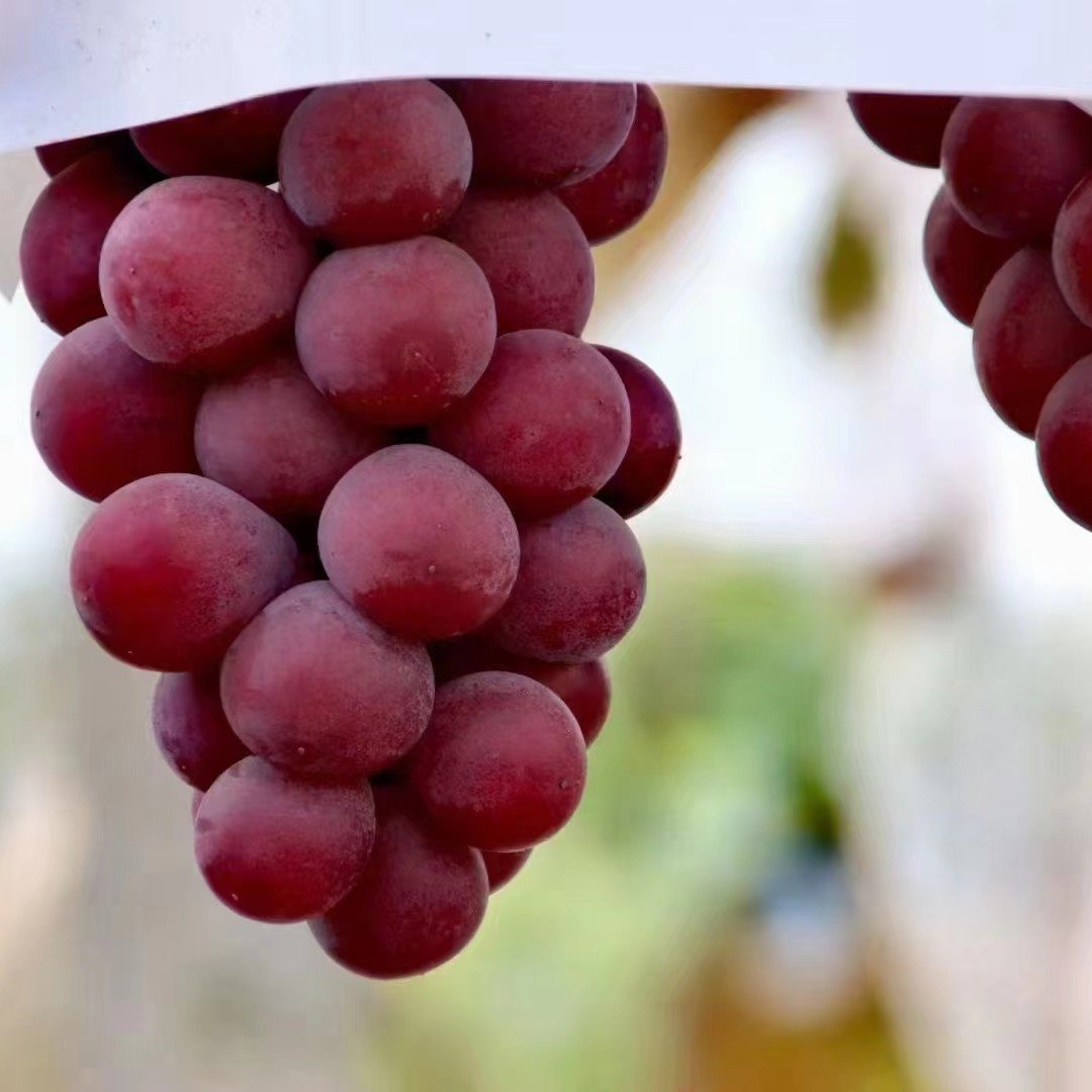 Omejena nova sorta – grozdna semena Queen Nina za sladke, sočne vrtne letine 🍇-SI
