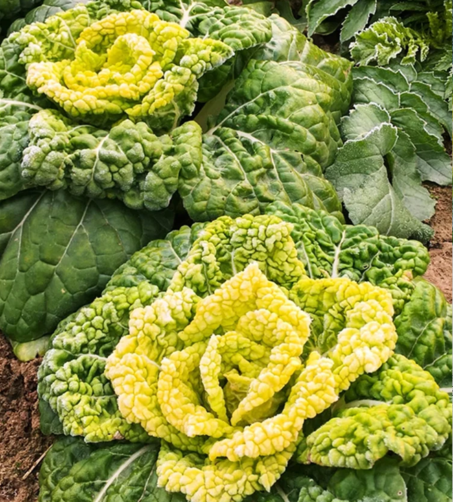 Semena Brassica Narinosa (WuTat Choy)-SI