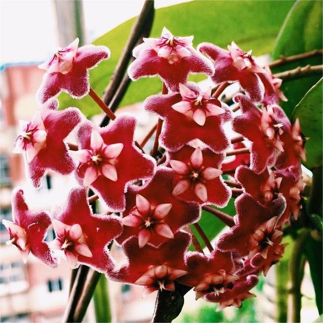 ✨Čebuljice Hoya – Zvezde padajo z neba✨-SI