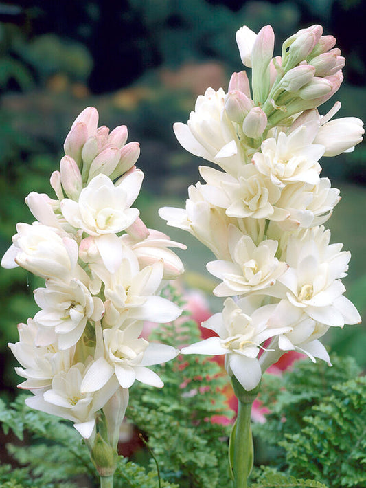 Dvojna tuberoza 🌸 - Velik čebulast cvet-SI