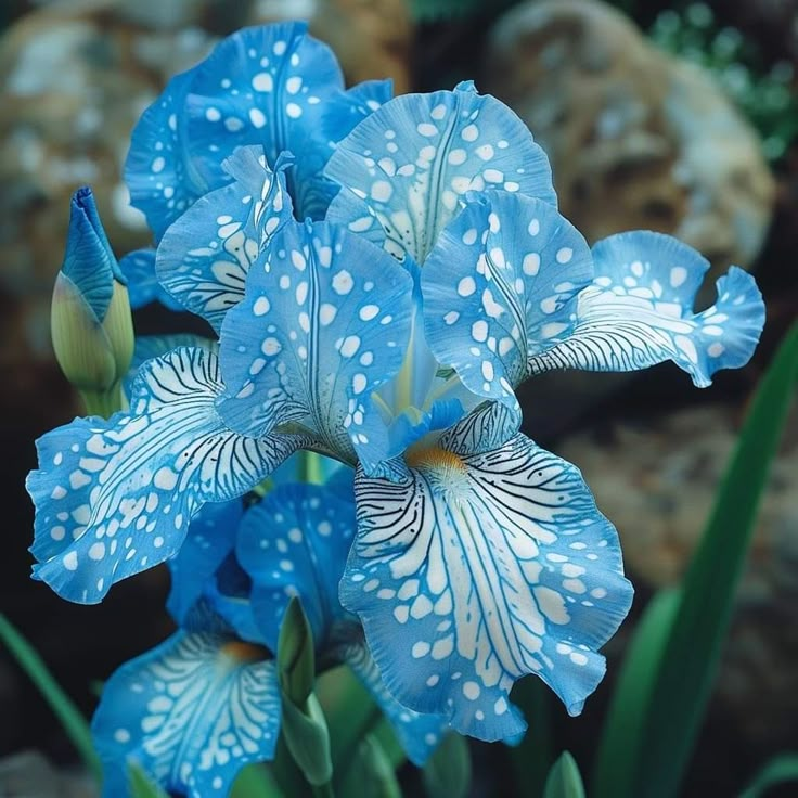 ⚜️Retas, aukštas barzdotasis vilkdalgis (aukščiausios kokybės veislė su šakniastiebiais)-LT
