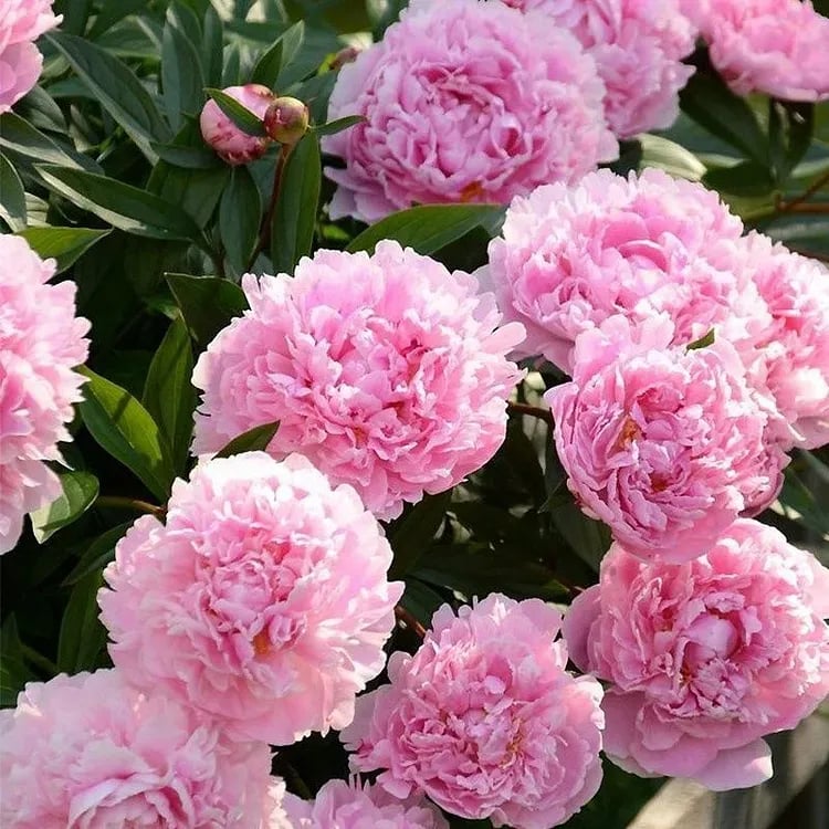 🔥ΤΕΛΕΥΤΑΙΑ ΜΕΡΑ 45% ΕΚΠΤΩΣΗ🌺ΒΑΣΙΛΙΣΣΑ ΤΩΝ ΛΟΥΛΟΥΔΙΩΝ - ΔΙΠΛΟΣ ΑΦΡΟΣ-GR