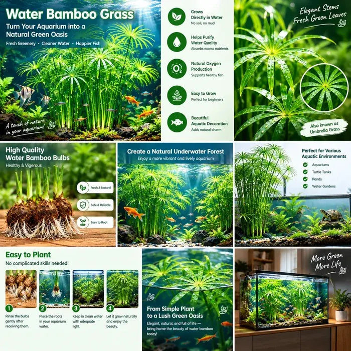 🌿Water Bamboo Bulbs-Hydroponic Umbrella Plant – Natural Water Purifier for Aquariums, Turtle Tanks & Ponds