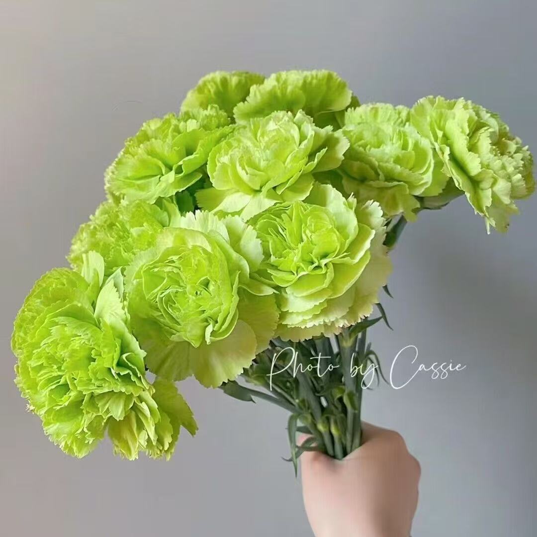Dišeči vrtni čar – Gojite klasične nageljne, ki navdušijo vsako sezono🌺-SI