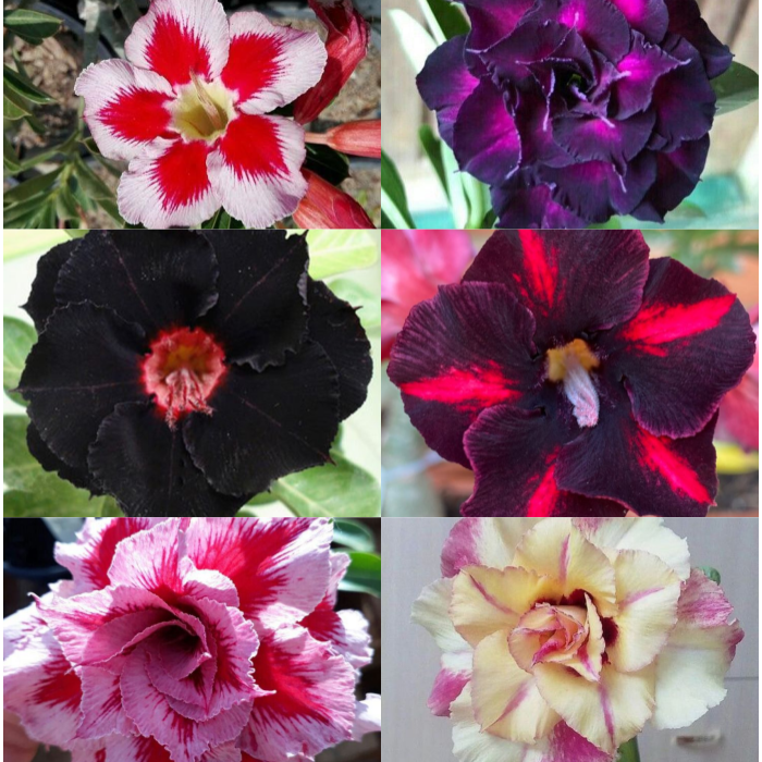 🎁Dykumos rožių svogūnėliai🌵Labai lengva prižiūrėti! 🌸Adenium Obesum svogūnėliai-LT