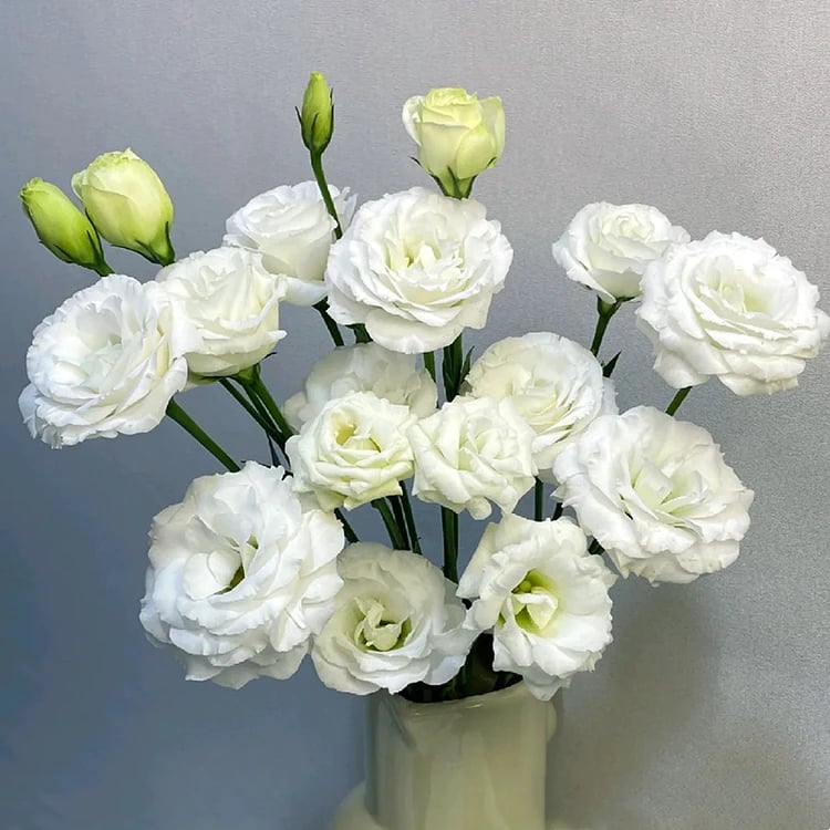🔥Zadnji dan prodaje💝Eustoma Thornless Rose💐Semena Lisianthusa-SI