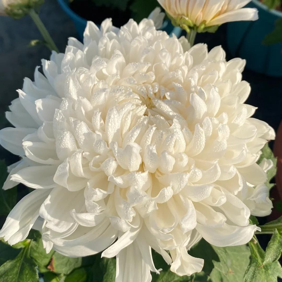 🌺Kvet elegancie🌼Semená obrovskej chryzantémy-SK