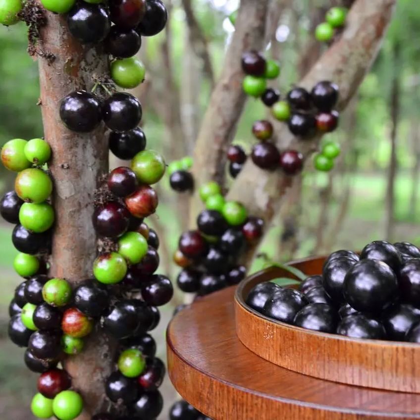Jabuticaba vynuogių sėklos-LT