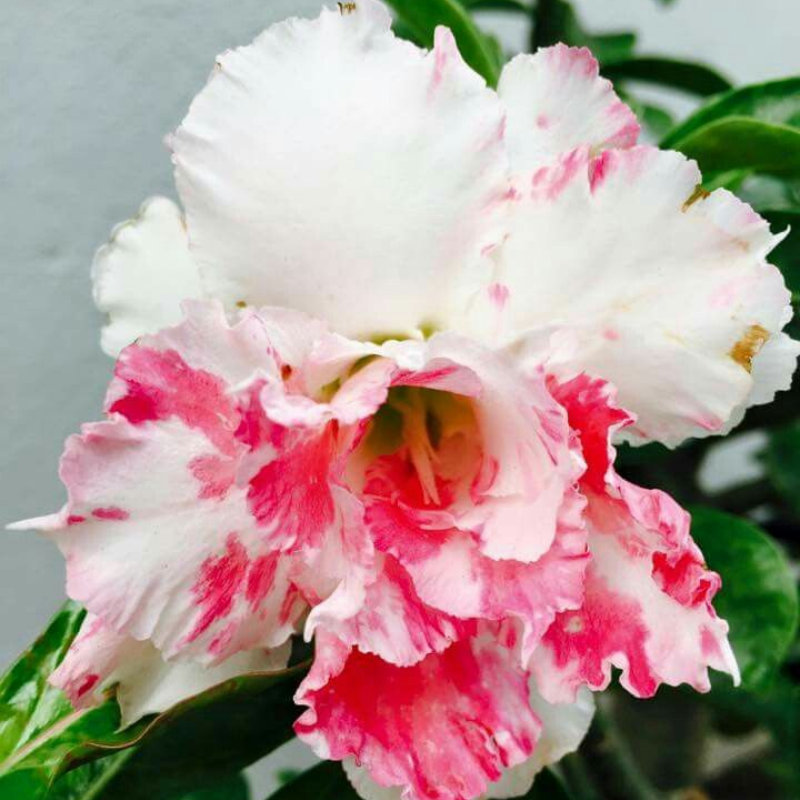 🎁Čebulice puščavskih vrtnic🌵Zelo enostavne za nego! 🌸Čebulice Adenium Obesum-SI