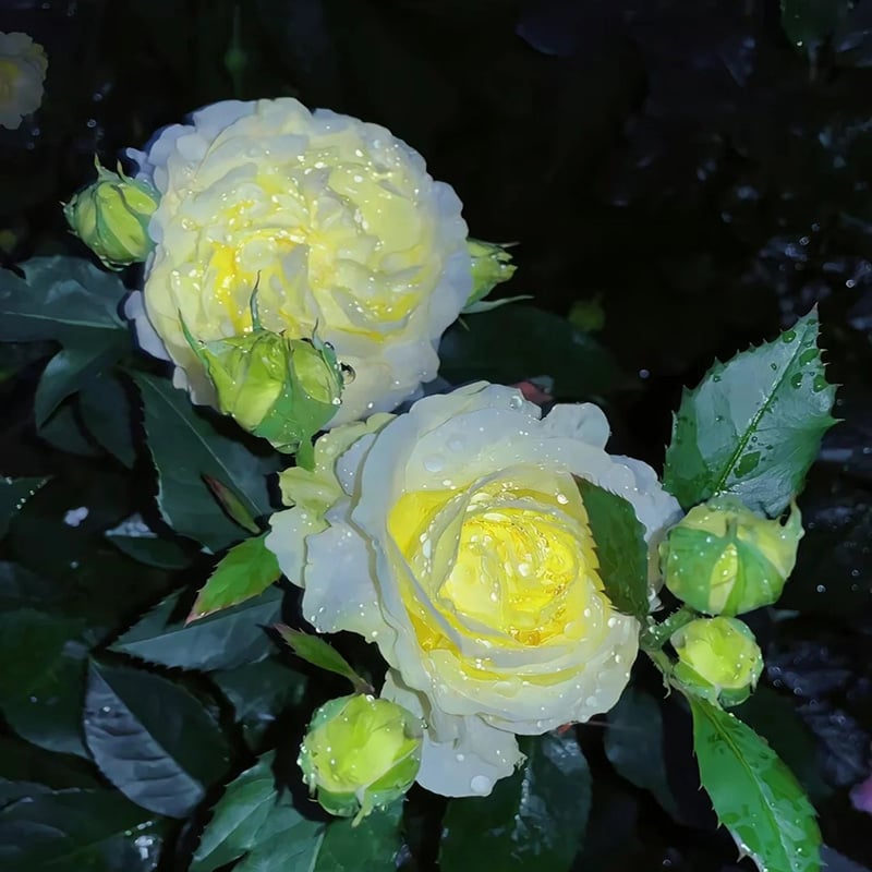 🔥Paskutinė išpardavimo diena💝Eustoma bespygliųučių rožė💐Lisianthus semenų-LT 