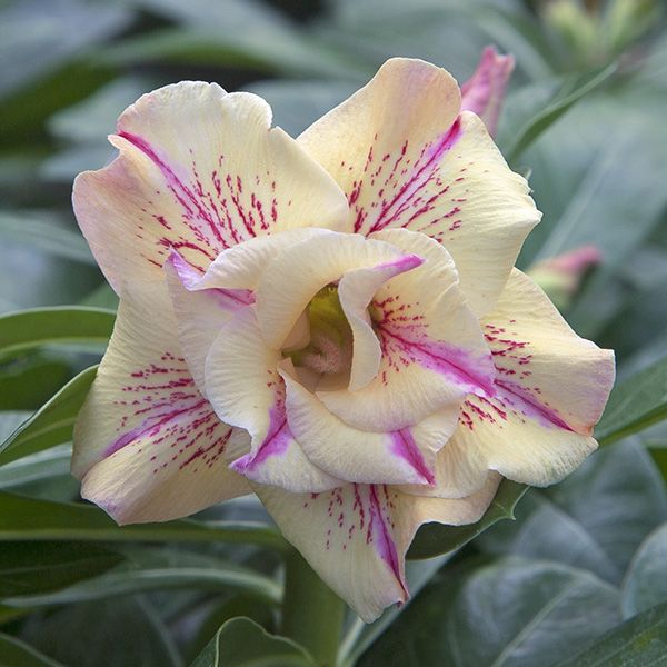 🎁Dykumos rožių svogūnėliai🌵Labai lengva prižiūrėti! 🌸Adenium Obesum svogūnėliai-LT